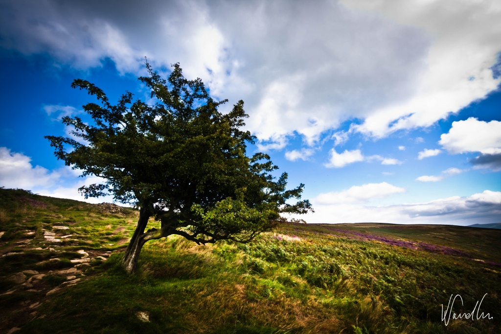 A lone tree at Win Hill by vikdaddy