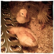 10th Apr 2011 - Chicks!