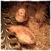 Chicks! by hmgphotos