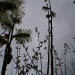 Pussy Willow  by snowy