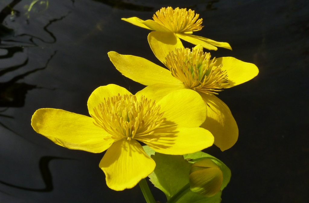 YELLOW POND FLOWERS by phil_howcroft