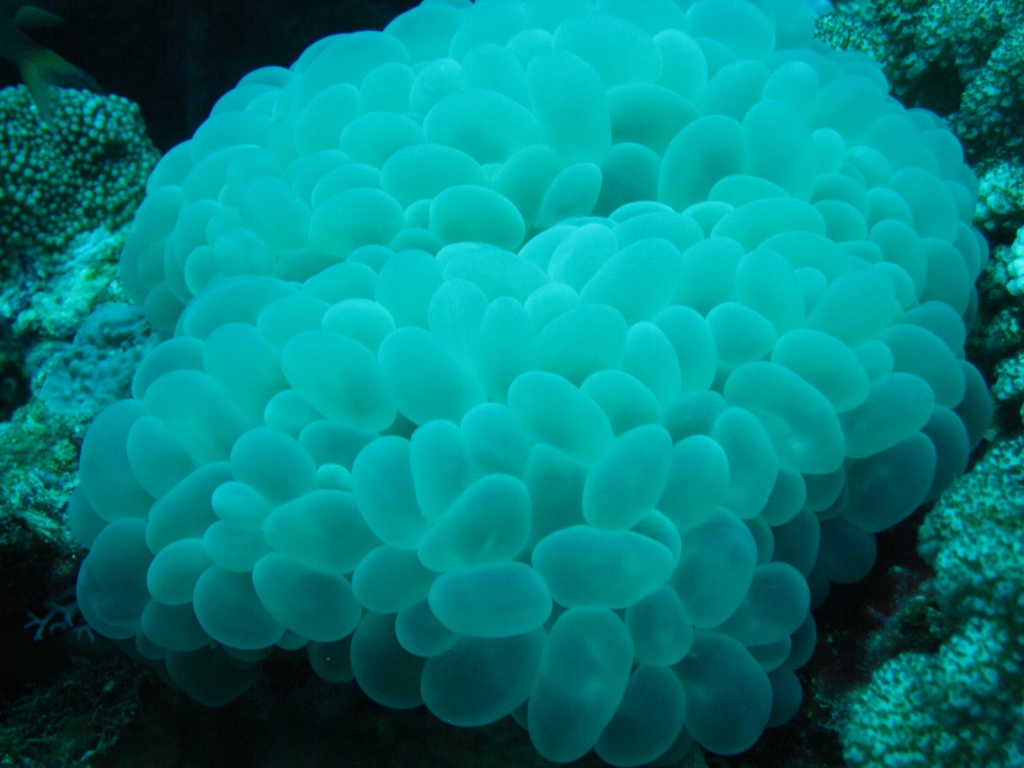 Bubble coral by lbmcshutter
