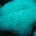 Bubble coral by lbmcshutter