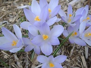 11th Apr 2011 - Major sign of spring....