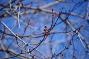 10th Apr 2011 - Buds are coming