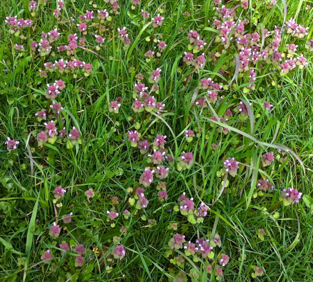 Purple Flowers (or Weeds) by marilyn