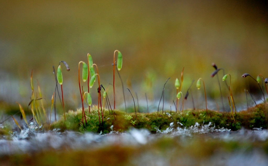 Micro World by andycoleborn