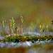 Micro World by andycoleborn