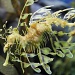 Leafy Sea Dragon by melinareyes