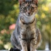 Tabby Cat by natsnell