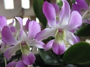 11th Apr 2011 - Mum's Orchids