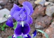 10th Apr 2011 - Iris