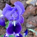 Iris by philbacon