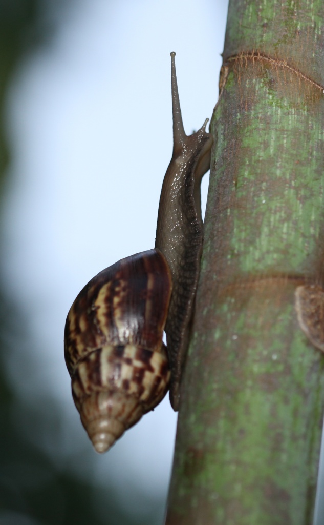 giant land snail - a native of East Africa an introduced pest on Christmas Island by lbmcshutter