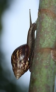 11th Apr 2011 - giant land snail - a native of East Africa an introduced pest on Christmas Island