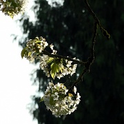 10th Apr 2011 - Future cherries #2