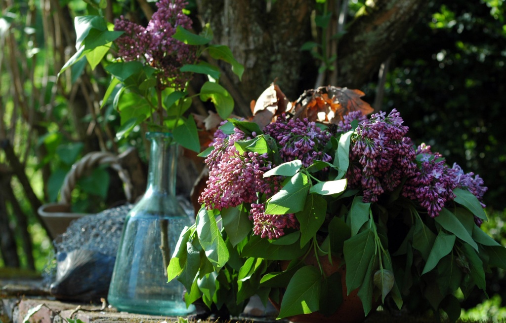 Lilac for home by parisouailleurs