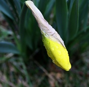 11th Apr 2011 - Daffodil bud