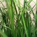 Grass by berend