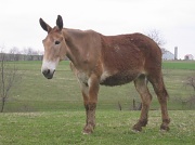 9th Apr 2011 - Day 77 Mule