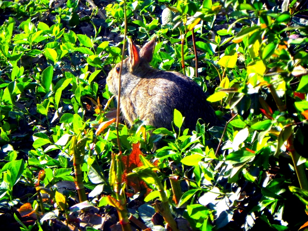 Spot the Bunny by mej2011