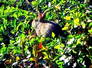 11th Apr 2011 - Spot the Bunny
