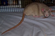 11th Apr 2011 - My rattie boy Ryatt
