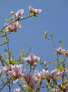 11th Apr 2011 - Magnificent Magnolias.