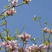 Magnificent Magnolias. by moominmomma