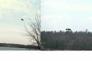 10th Apr 2011 - osprey and fish