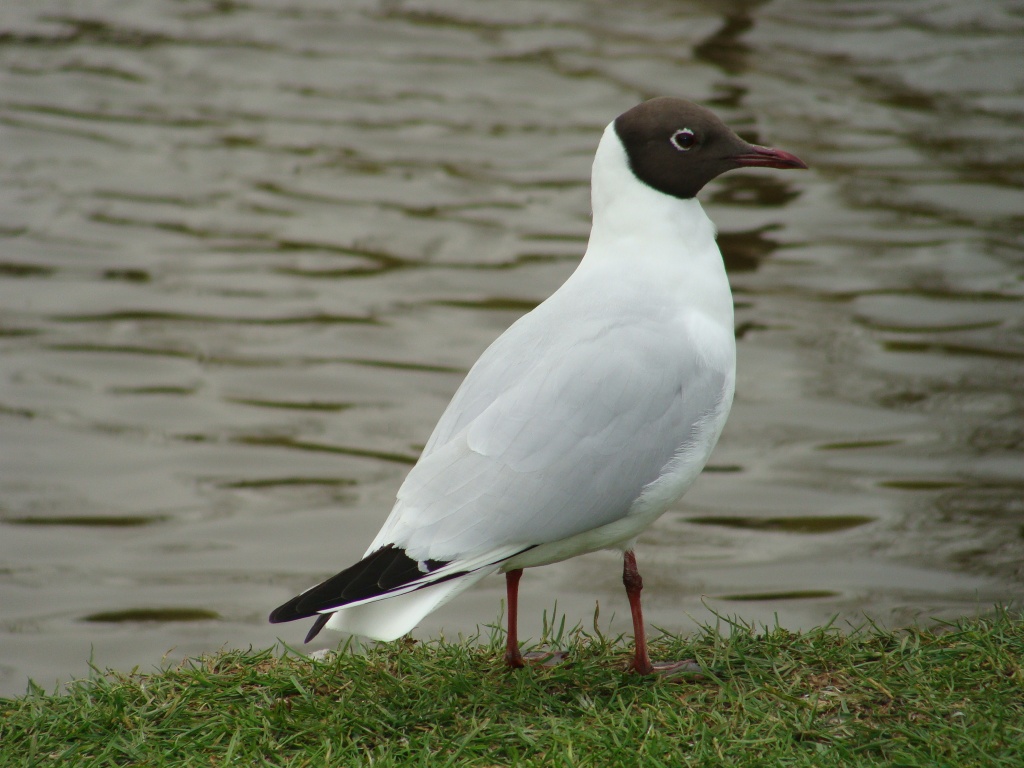 Black-headed gull by busylady