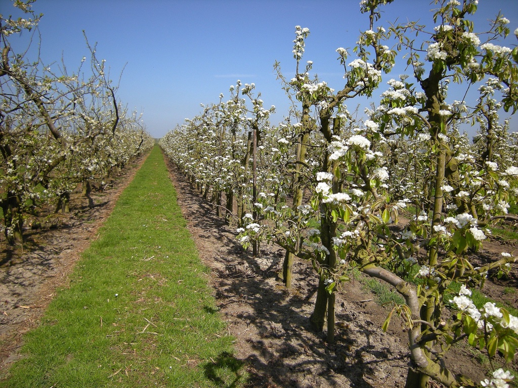 An apple orchard by pyrrhula