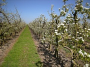 11th Apr 2011 - An apple orchard