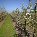 An apple orchard by pyrrhula