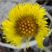 Yellow Wildflower by brillomick