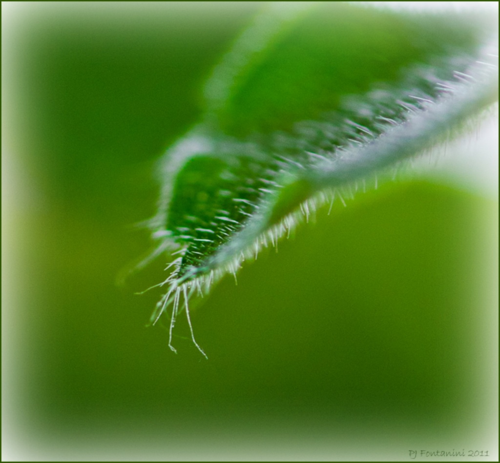 Leaf Filler by bluemoon