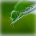 Leaf Filler by bluemoon