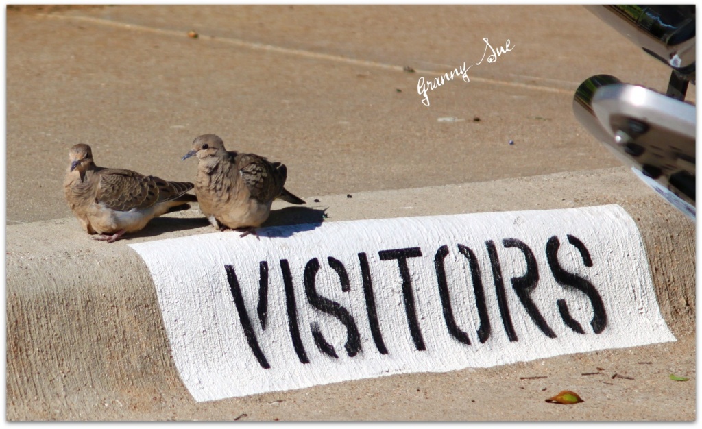 Visitors by grannysue