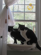 7th Apr 2011 - Three cats in a window