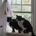 Three cats in a window by margonaut