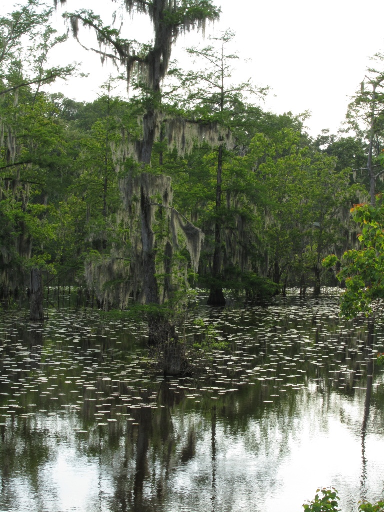 Cypress Swamp, Amite River by eudora