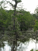 8th Apr 2011 - Cypress Swamp, Amite River