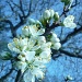 damson blossom by miranda