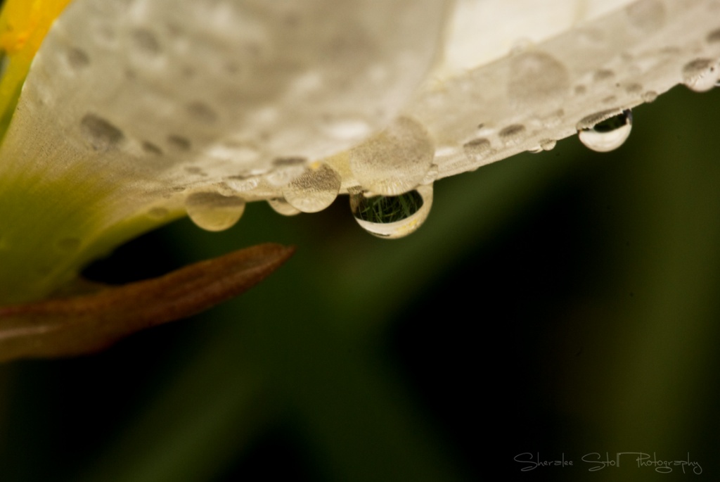 Crocus Droplets by bella_ss