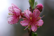 12th Apr 2011 - Peach Blossoms