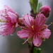 Peach Blossoms by sharonlc