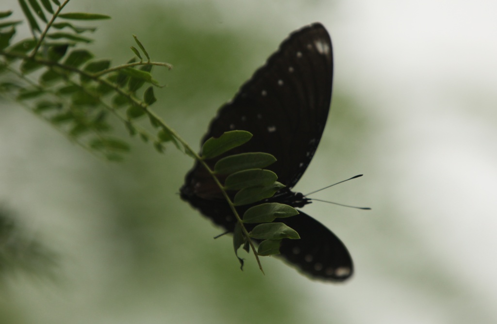 Eggfly Butterfly (male) by lbmcshutter