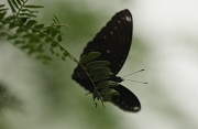 12th Apr 2011 - Eggfly Butterfly (male)