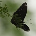 Eggfly Butterfly (male) by lbmcshutter