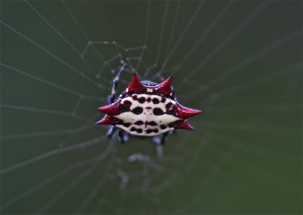 Red Spiny Orb Spider by stcyr1up